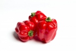 PAPRIKA ROOD